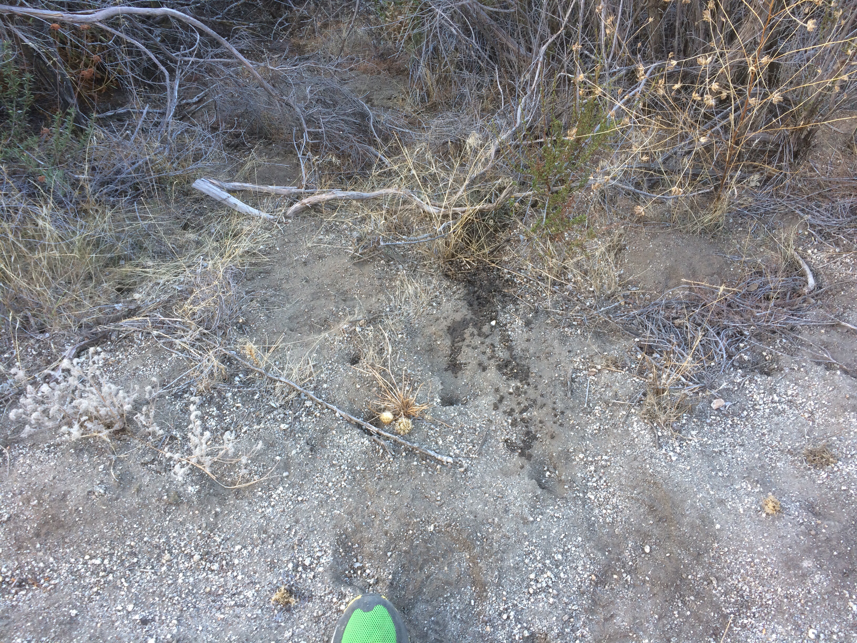 Hydrating the Desert